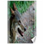 Red Wolf Canvas 12  x 18  (Unframed) 11.88 x17.36  Canvas - 1