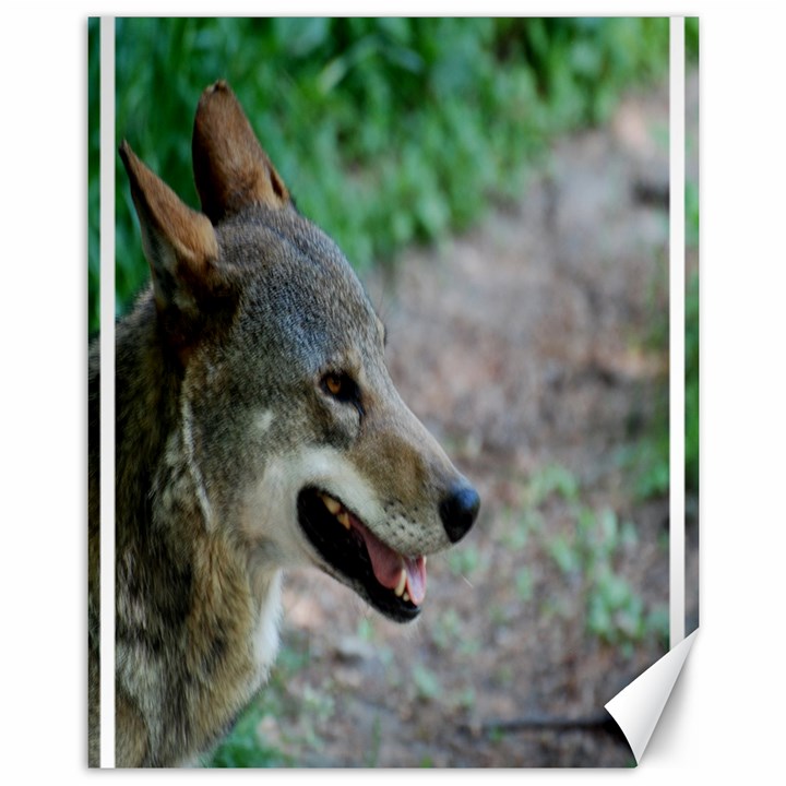 Red Wolf Canvas 11  x 14  9 (Unframed)