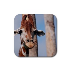 Cute Giraffe Drink Coaster (square) by AnimalLover
