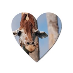 Cute Giraffe Magnet (heart) by AnimalLover