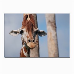 Cute Giraffe Postcards 5  X 7  (10 Pack) by AnimalLover