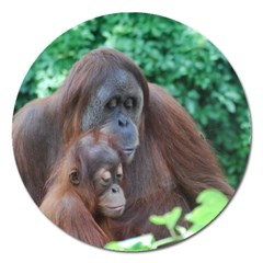 Orangutan Family Magnet 5  (round)