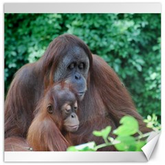 Orangutan Family Canvas 20  X 20  (unframed) by AnimalLover