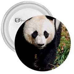 Giant Panda 3  Button