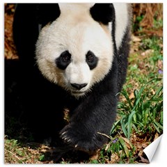 Giant Panda Canvas 12  X 12  (unframed) by AnimalLover