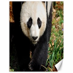 Giant Panda Canvas 12  X 16  (unframed) by AnimalLover