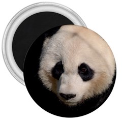 Adorable Panda 3  Button Magnet by AnimalLover