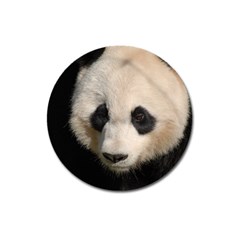 Adorable Panda Magnet 3  (round) by AnimalLover