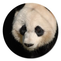 Adorable Panda Magnet 5  (round)