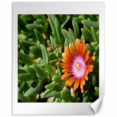 Iceplant2 Canvas 16  X 20  (unframed)