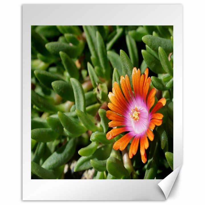 Iceplant2 Canvas 16  x 20  (Unframed)