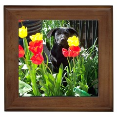 Black Gsd Pup Framed Ceramic Tile by StuffOrSomething