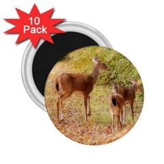 Deer In Nature 2 25  Button Magnet (10 Pack) by uniquedesignsbycassie