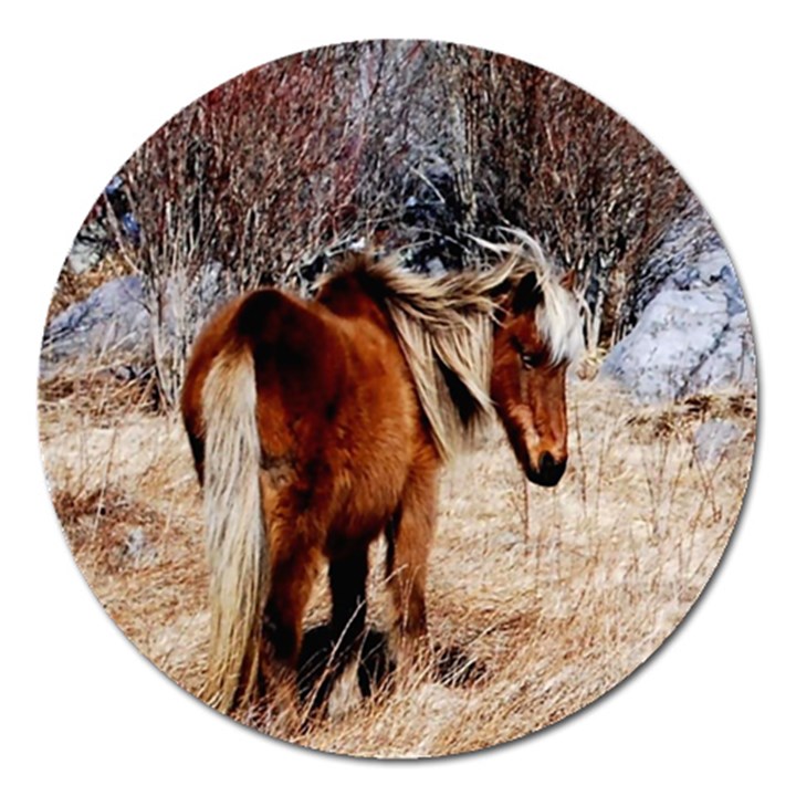 Pretty Pony Magnet 5  (Round)