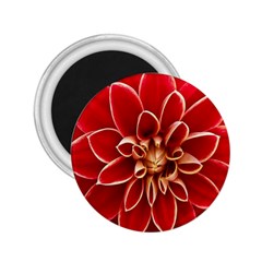 Red Dahila 2 25  Button Magnet