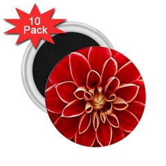 Red Dahila 2 25  Button Magnet (10 Pack) by Colorfulart23