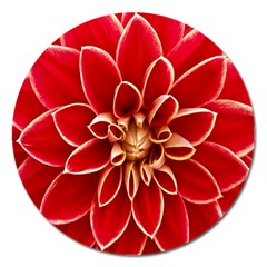 Red Dahila Magnet 5  (round) by Colorfulart23