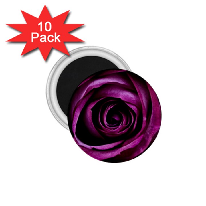 Deep Purple Rose 1.75  Button Magnet (10 pack)