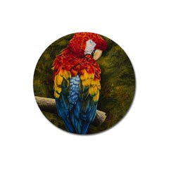 Preening Magnet 3  (round)