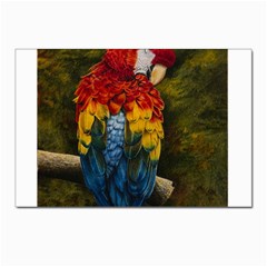 Preening Postcards 5  X 7  (10 Pack)