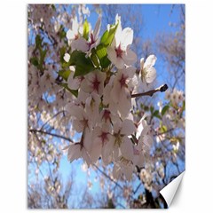 Sakura Canvas 12  X 16  (unframed) by DmitrysTravels