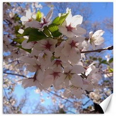 Sakura Canvas 16  X 16  (unframed) by DmitrysTravels