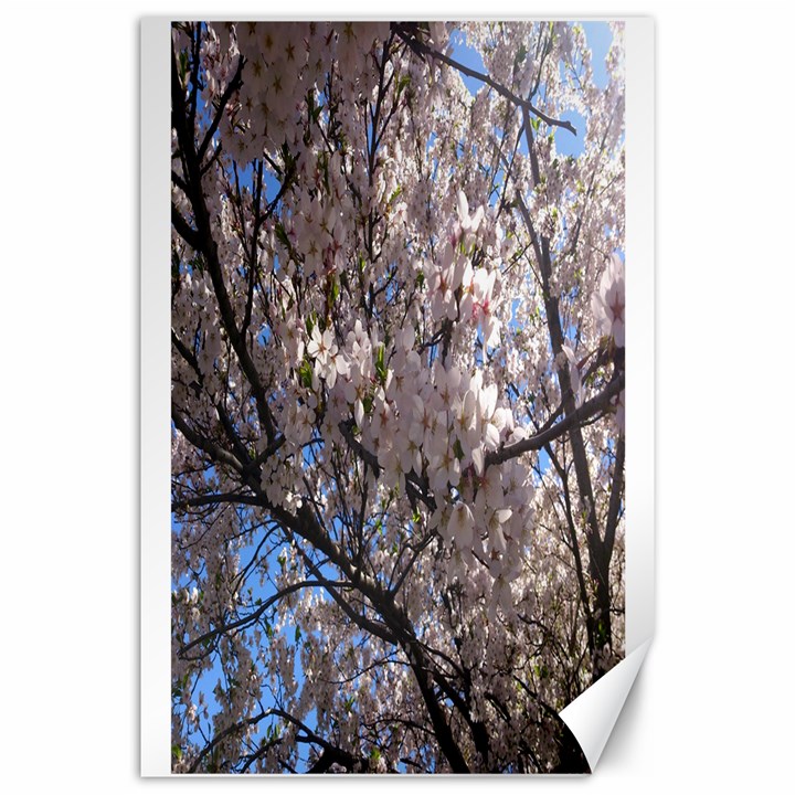 Sakura Tree Canvas 20  x 30  (Unframed)