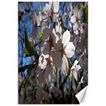 Cherry Blossoms Canvas 12  x 18  (Unframed) 11.88 x17.36  Canvas - 1