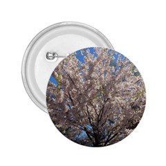 Cherry Blossoms Tree 2 25  Button