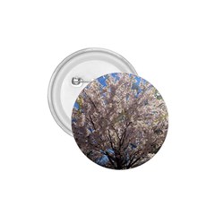 Cherry Blossoms Tree 1 75  Button by DmitrysTravels