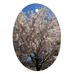 Cherry Blossoms Tree Oval Ornament