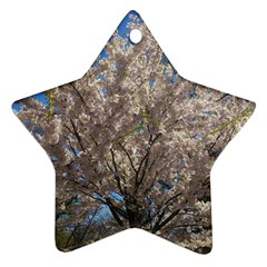 Cherry Blossoms Tree Star Ornament by DmitrysTravels