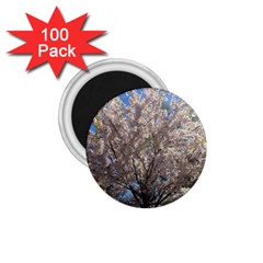 Cherry Blossoms Tree 1 75  Button Magnet (100 Pack)