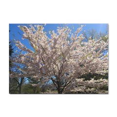 Cherry Blossoms Tree A4 Sticker 100 Pack by DmitrysTravels