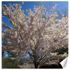 Cherry Blossoms Tree Canvas 16  X 16  (unframed) by DmitrysTravels