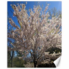 Cherry Blossoms Tree Canvas 16  X 20  (unframed) by DmitrysTravels