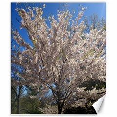 Cherry Blossoms Tree Canvas 20  X 24  (unframed) by DmitrysTravels