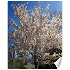 Cherry Blossoms Tree Canvas 11  X 14  (unframed) by DmitrysTravels