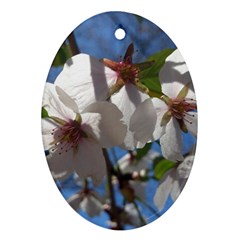 Cherry Blossoms Oval Ornament (two Sides) by DmitrysTravels