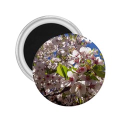 Cherry Blossoms 2 25  Button Magnet by DmitrysTravels