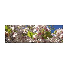 Cherry Blossoms Bumper Sticker