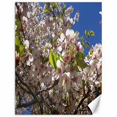 Cherry Blossoms Canvas 12  X 16  (unframed) by DmitrysTravels
