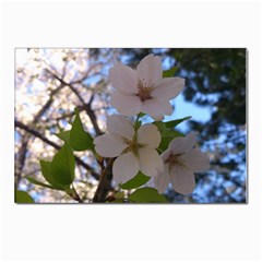 Sakura Postcard 4 x 6  (10 Pack)
