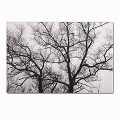 Tree Postcard 4 x 6  (10 Pack)