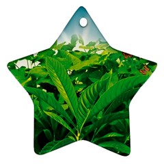 Nature Day Star Ornament by dflcprints