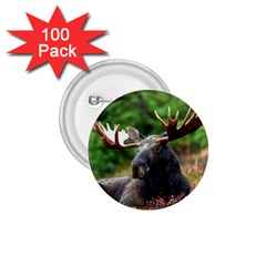 Majestic Moose 1 75  Button (100 Pack) by StuffOrSomething