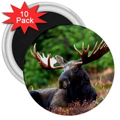 Majestic Moose 3  Button Magnet (10 Pack)