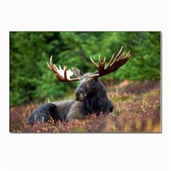 Majestic Moose Postcard 4 x 6  (10 Pack) by StuffOrSomething