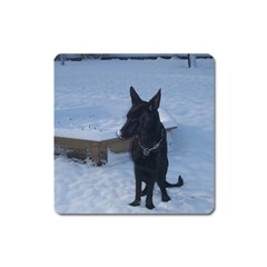 Snowy Gsd Magnet (square) by StuffOrSomething