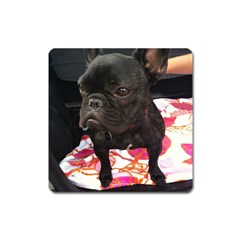 French Bulldog Sitting Magnet (square) by StuffOrSomething